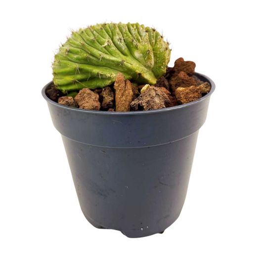 Polaskia Chichipe Cristata