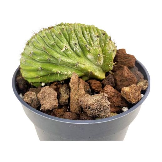 Polaskia Chichipe Cristata