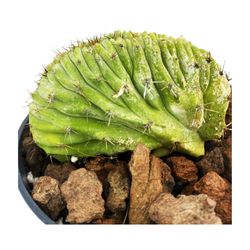Polaskia Chichipe Cristata
