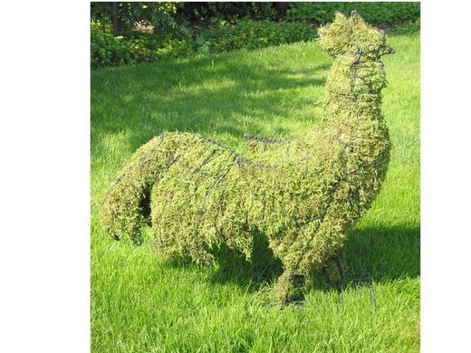 Pollastres i gallines