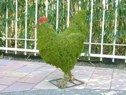 Pollastres i gallines