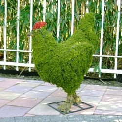 Pollastres i gallines