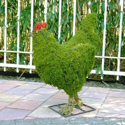 Pollos y Gallinas
