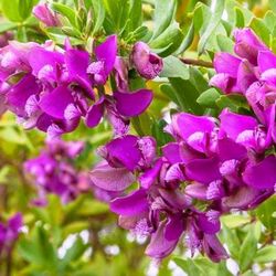 Polygala Myrtifolia