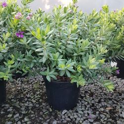 Polygala Myrtifolia