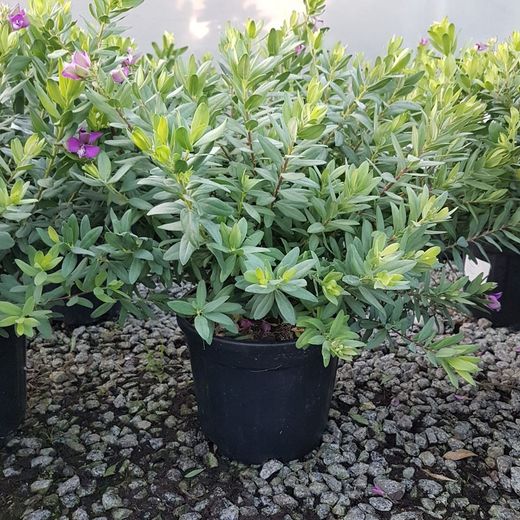 Polygala Myrtifolia