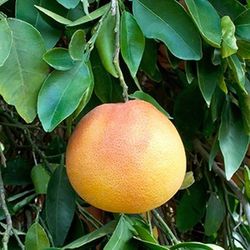 Pomelo