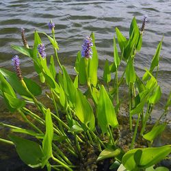 Pontederia Cordata