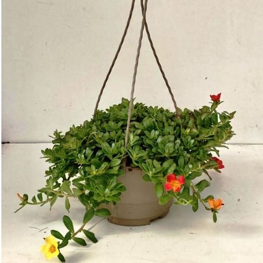 Portulaca Umbraticula