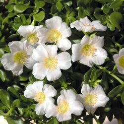 Portulaca Umbraticula Caja de 15 uds.