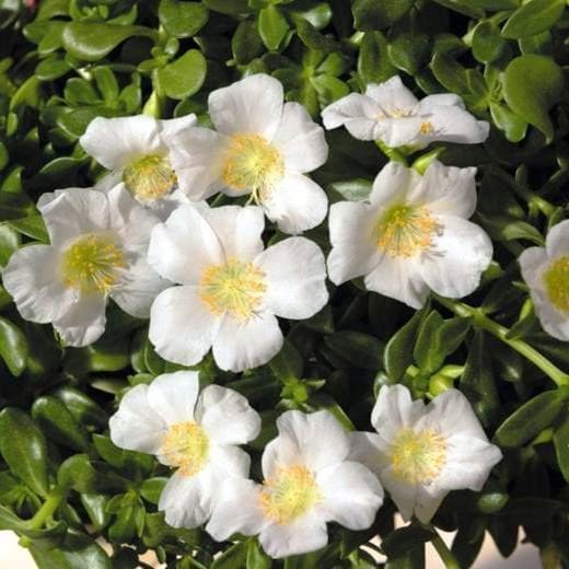 Portulaca Umbraticula Caja de 15 uds.