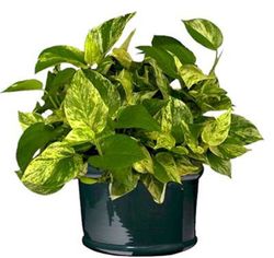 Pothos