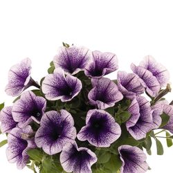 Potunias