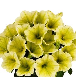 Potunias