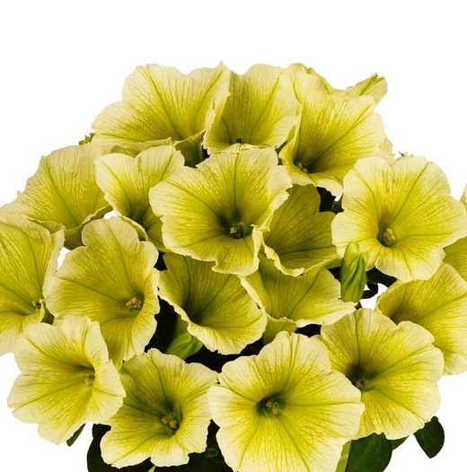 Potunias