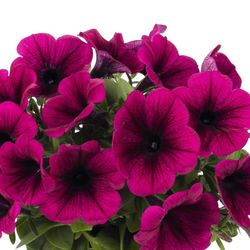 Potunias