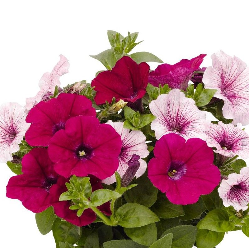 Potunias Blueberry Ice