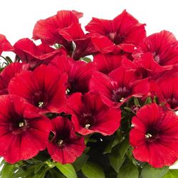 Potunias