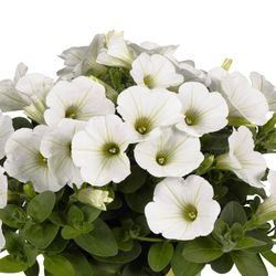 Potunias