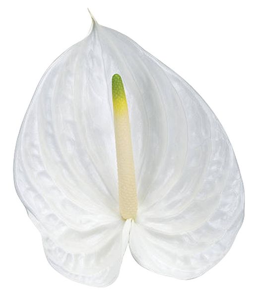 Anthurium Presença