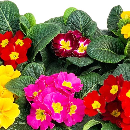 Primula Acaulis (Matrimonios) Caja 15 uds.