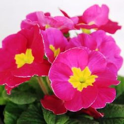 Primula Acaulis (Matrimonios) Caja 15 uds.