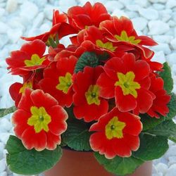 Primula Acaulis (Matrimonios) Caja 15 uds.