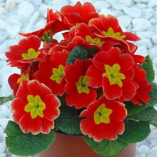 Primula Acaulis (Matrimonios) Caja 15 uds.