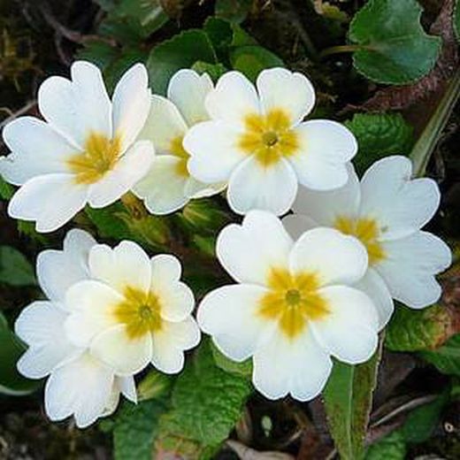 Primula Acaulis (Matrimonios) Caja 15 uds.