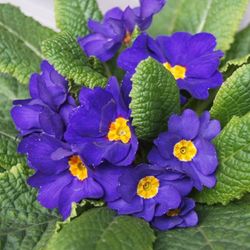 Primula Acaulis (Matrimonios) Caja 15 uds.