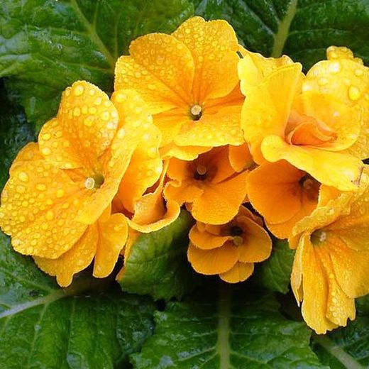 Primula Acaulis (Matrimonios) Caja 15 uds.