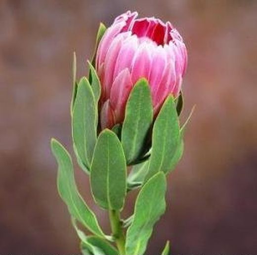 Protea Karnival 5 tallos