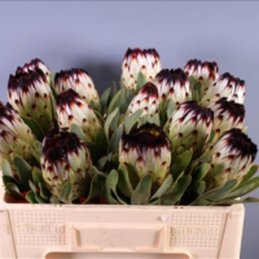 Protea Niobe 5 tallos