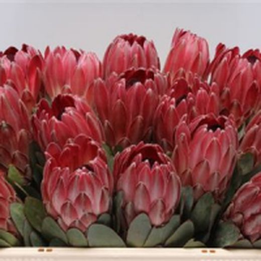 Protea Sharon 5 tallos