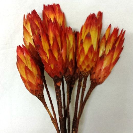 Proteas Naranja Secas