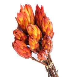 Proteas Naranja Secas