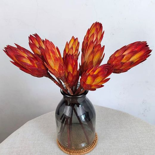 Proteas Naranja Secas