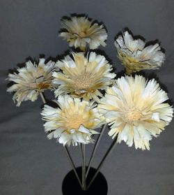 Proteas Naturales Secas Basi 10 flores