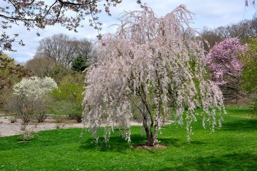 Prunus Pendula Yedoensis