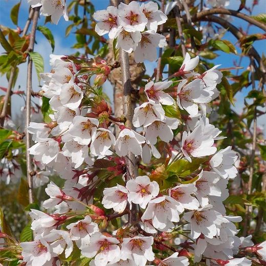 Prunus Pendula Yedoensis