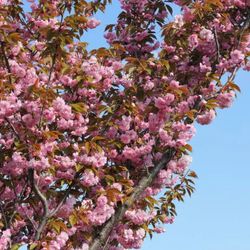 Prunus Serrulata Kanzan
