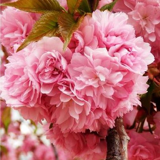 Prunus serrulata Kiku shidare zakura SAKURA