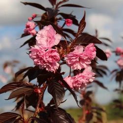 Prunus Serrulata Royal Burgundy