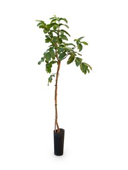PSIDIUM (GUAYABA)