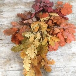 Quercus Otoñal Preservado