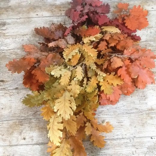 Quercus Otoñal Preservado