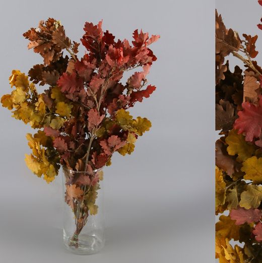 Quercus Otoñal Preservado
