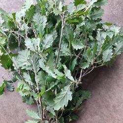 Ramo Quercus Robur Roble Natural