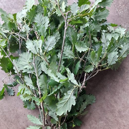 Ramo Quercus Robur Roble Natural