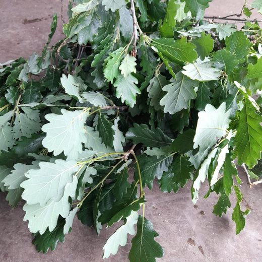 Ramo Quercus Robur Roble Natural